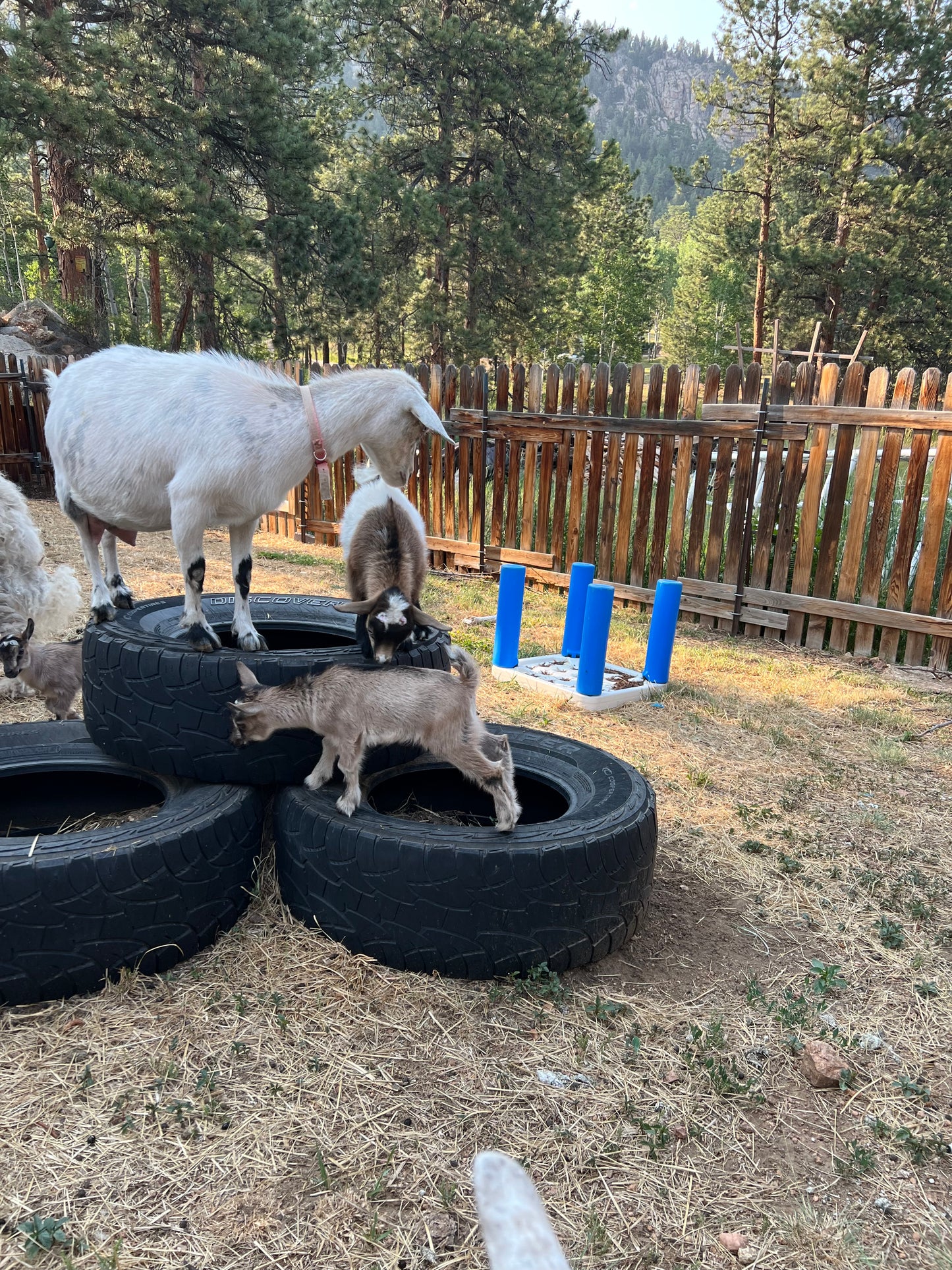 Goat Herd Share