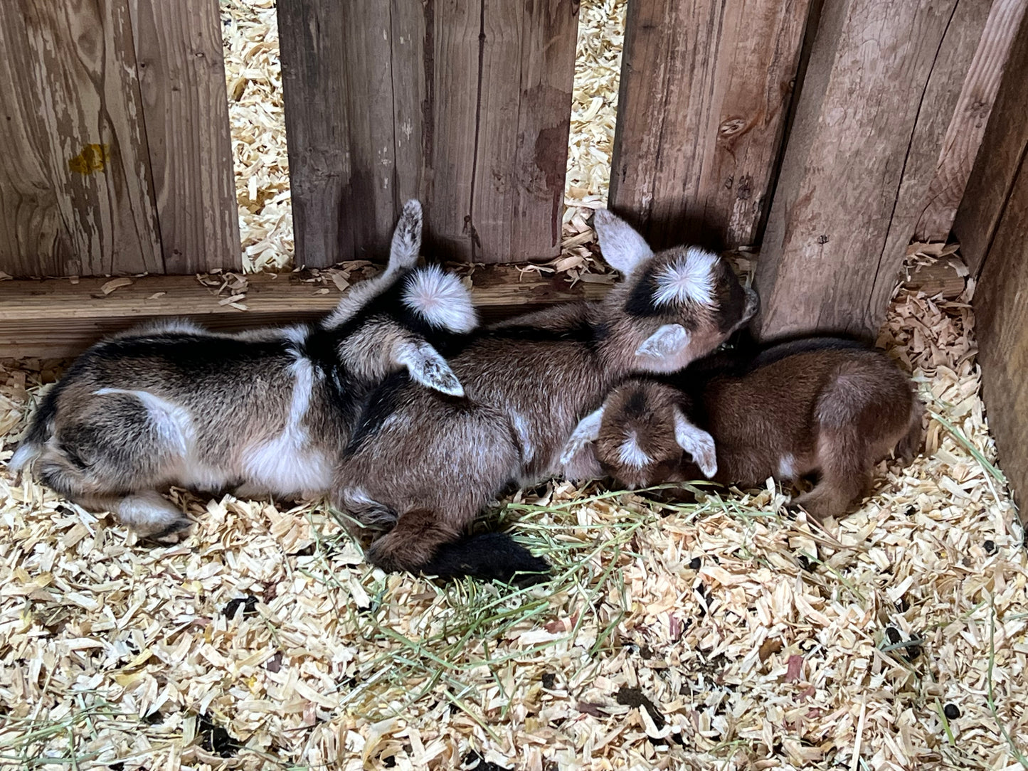 Goat Herd Share