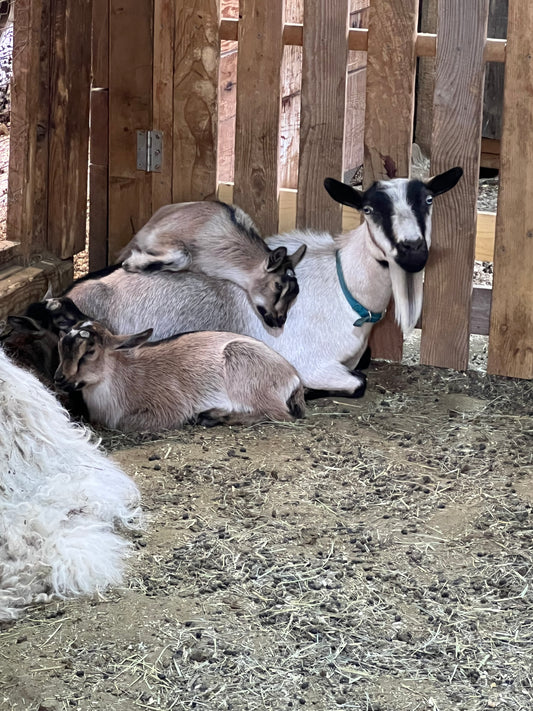 Goat Herd Share